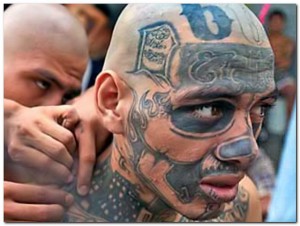 ms13