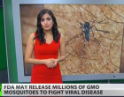 Millions Of GMO Mosquitos To Be Set Loose In Florida?