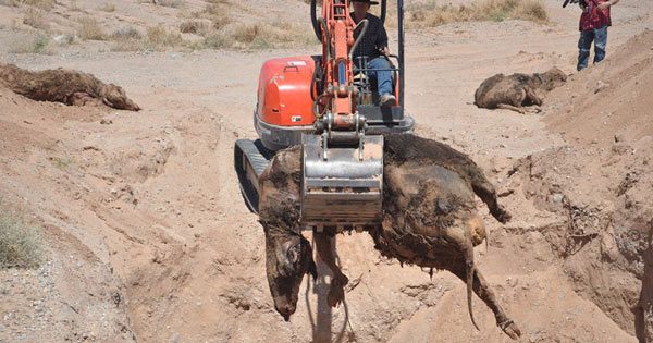 Bundy Ranch BLM Cattle Grave